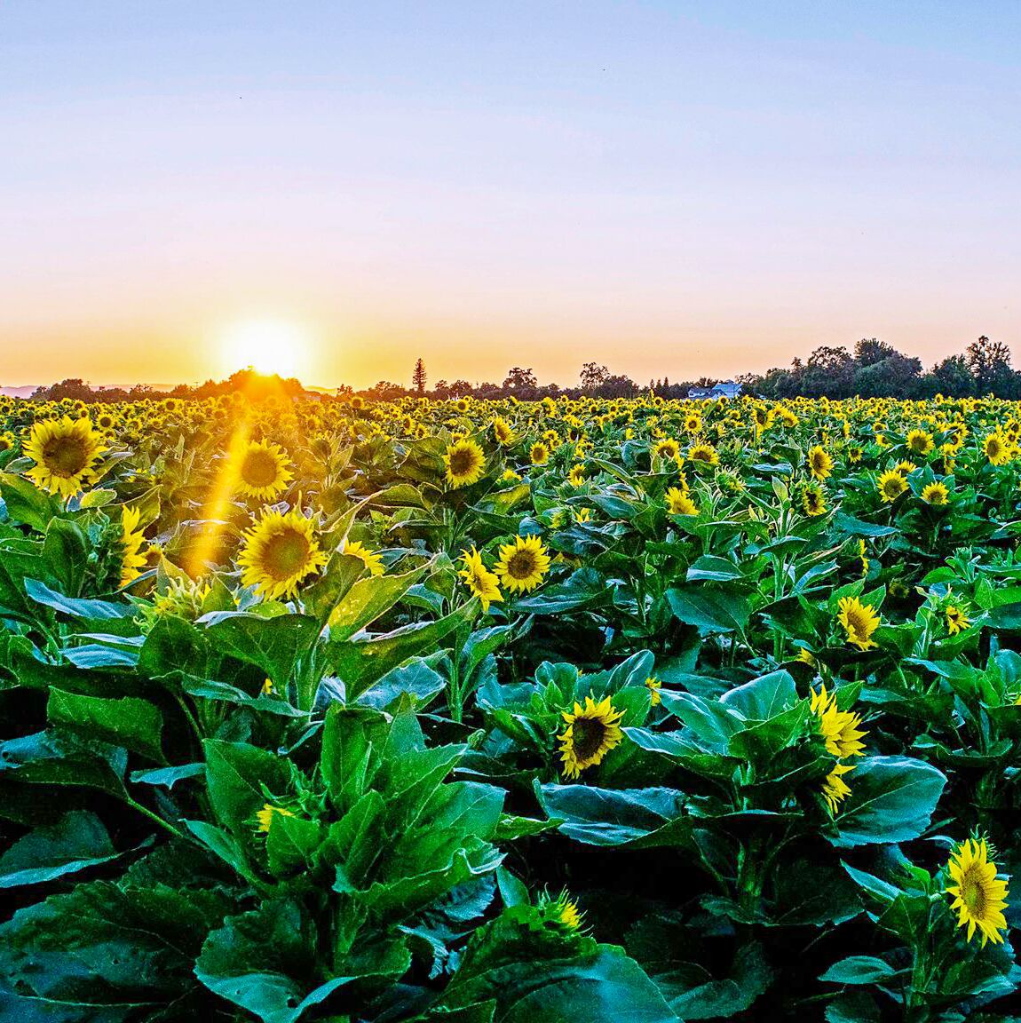 Sonnenblumenfeld im Yolo County, Kalifornien