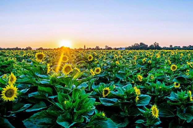 Sonnenblumenfeld im Yolo County, Kalifornien