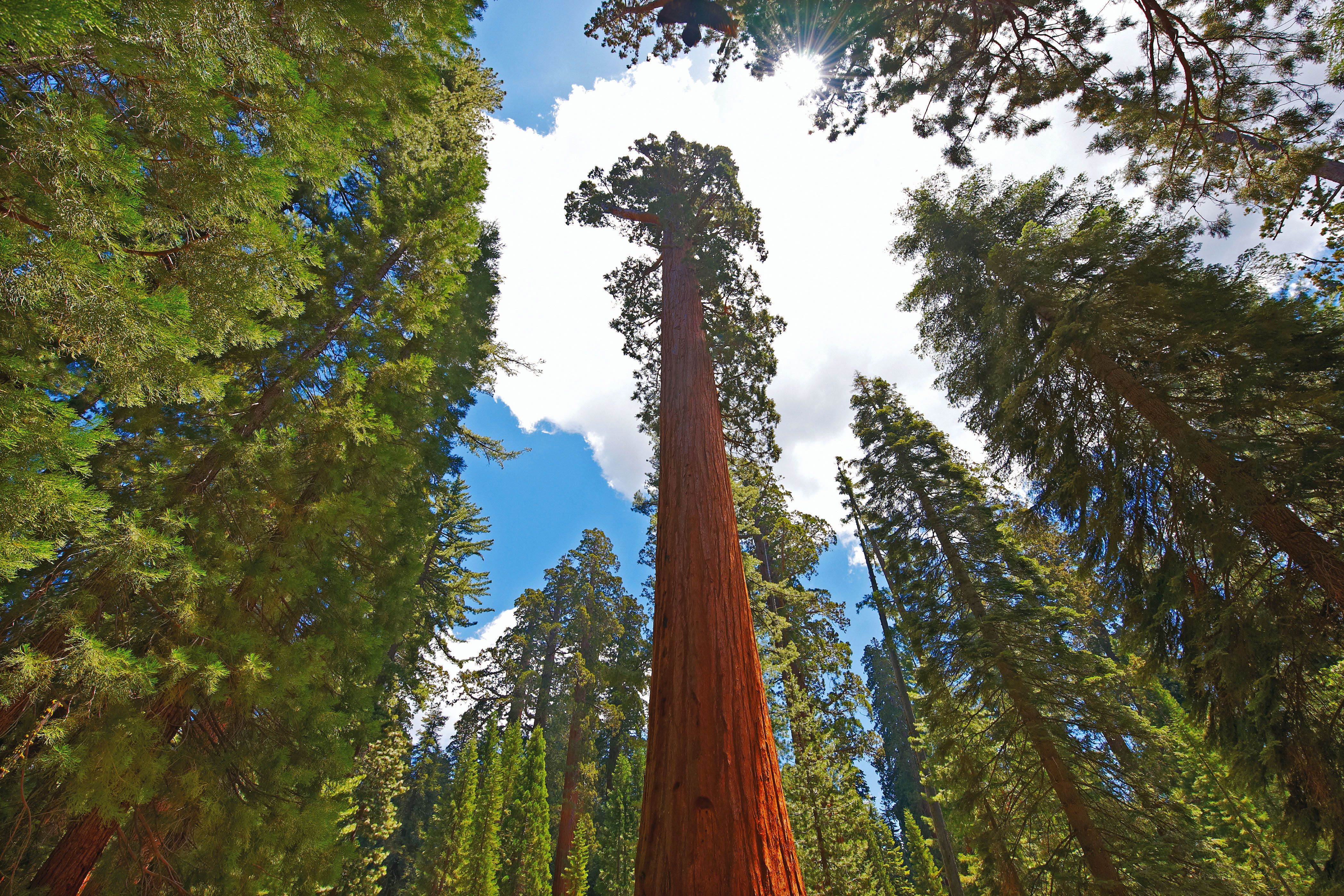 Giant Sequoias