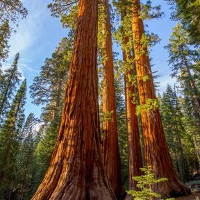 Mehrere Riesenmammutbäume im Mariposa Grove, Yosemite National Park