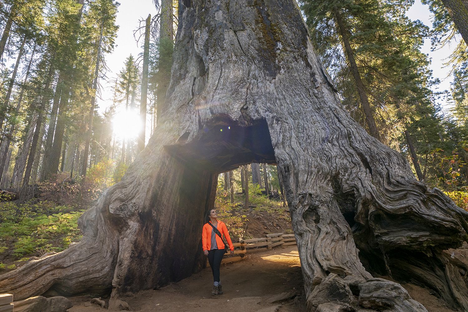 Eine Wanderung auf dem Tuolumne Grove Trail im Yosemite National Park in Kalifornien