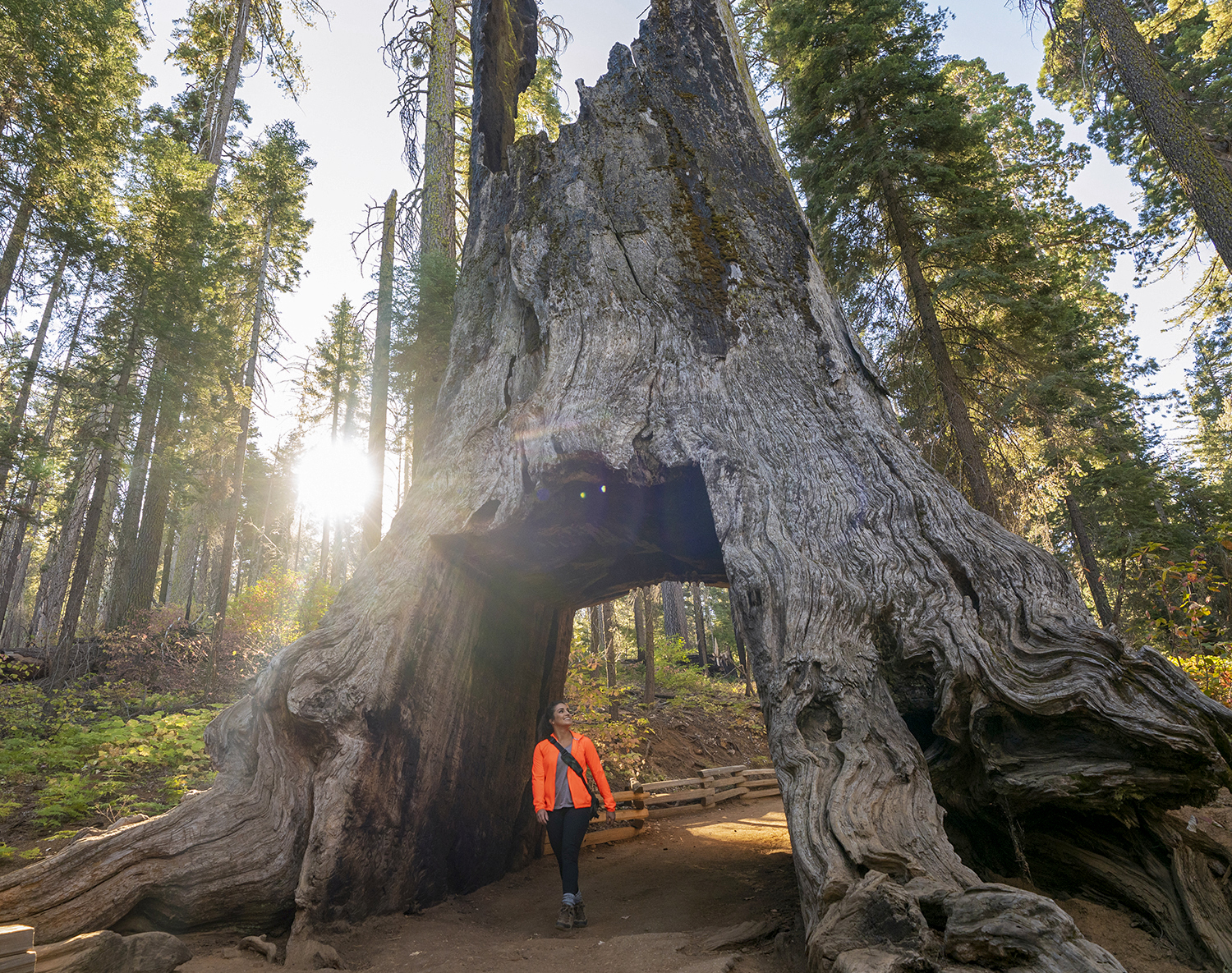 Eine Wanderung auf dem Tuolumne Grove Trail im Yosemite National Park in Kalifornien