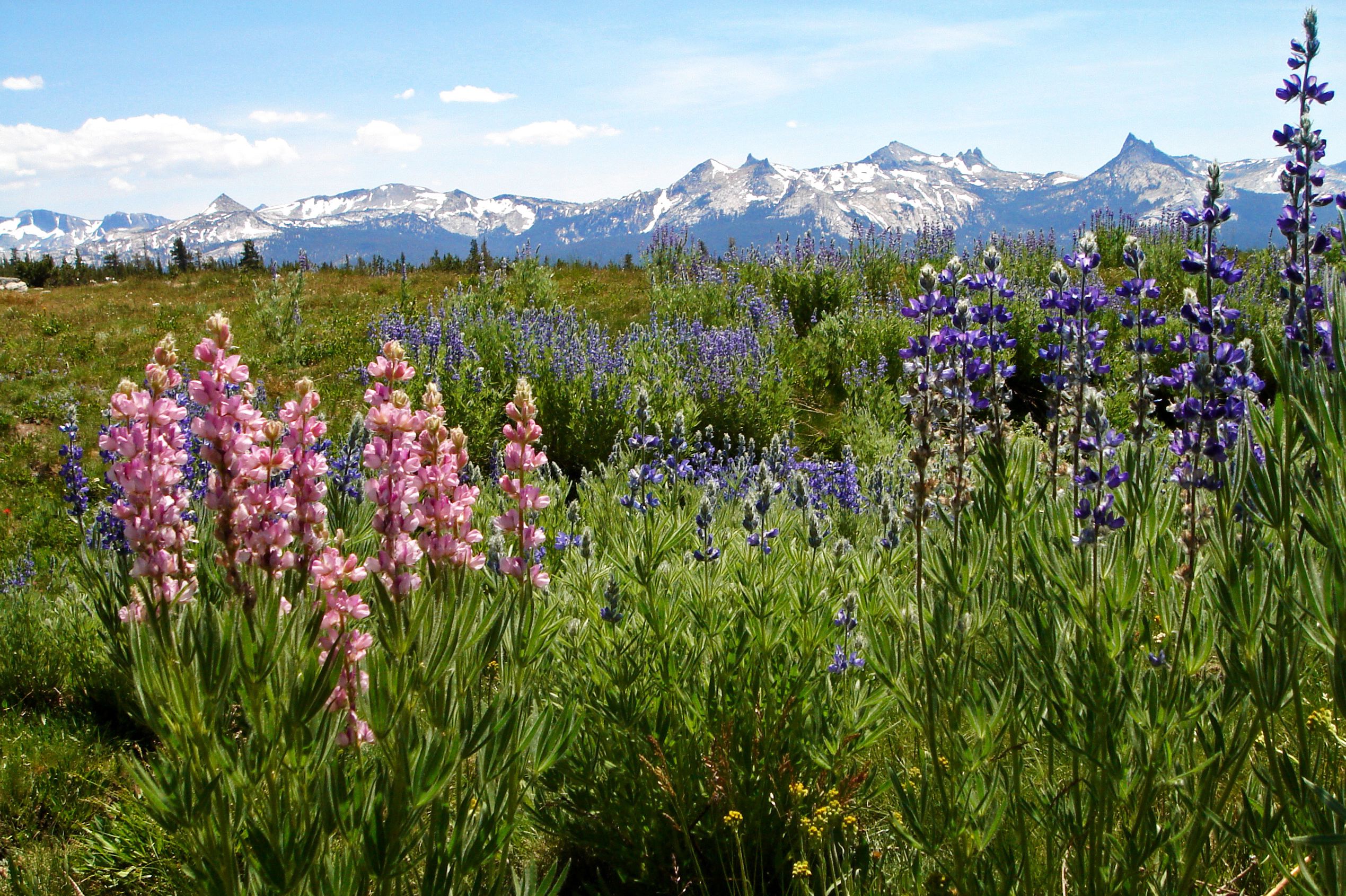 Tuolumne Meadows im Yosemite Nationalpark