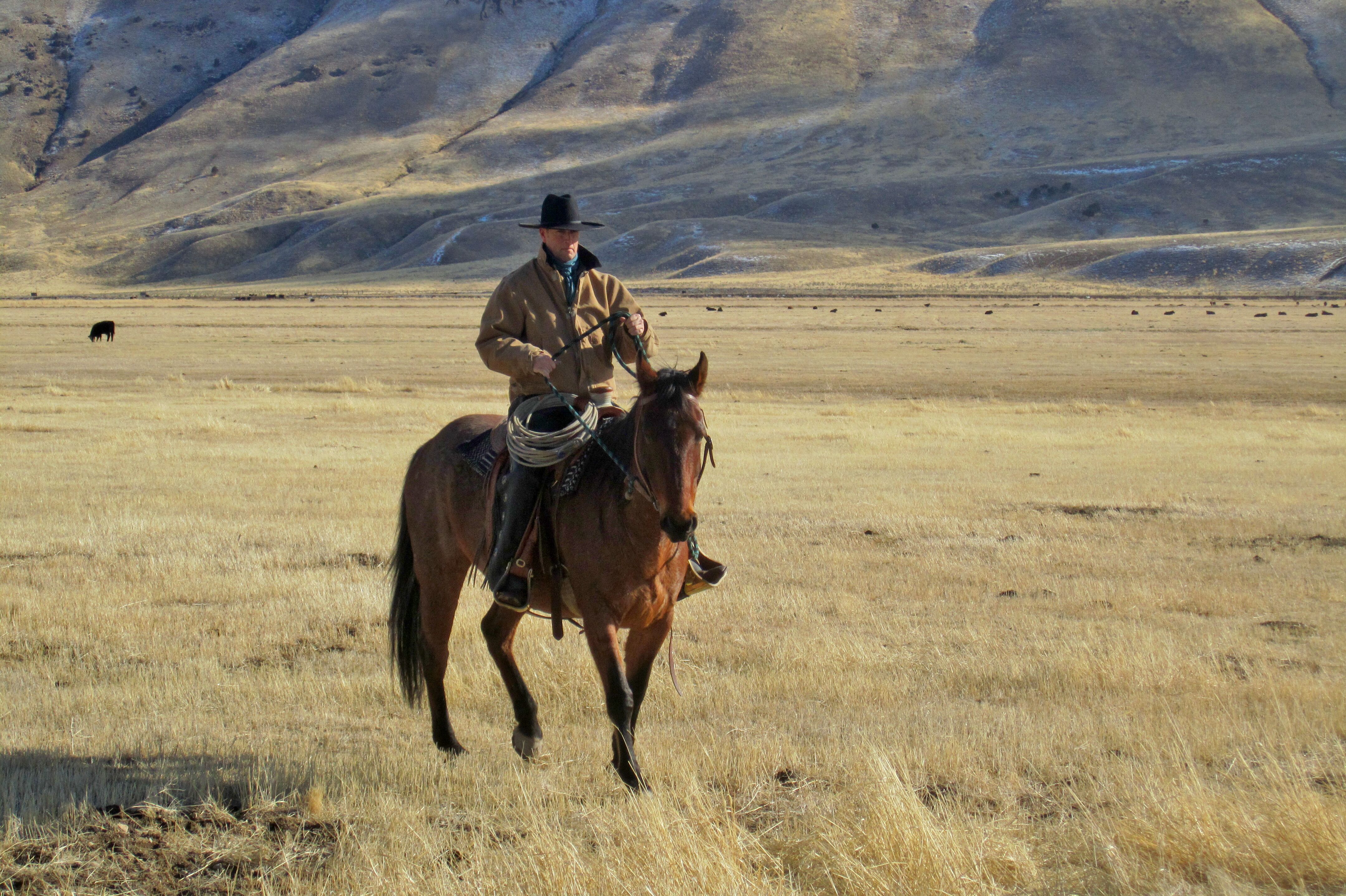 Reitender Cowboy in Elko, Nevada