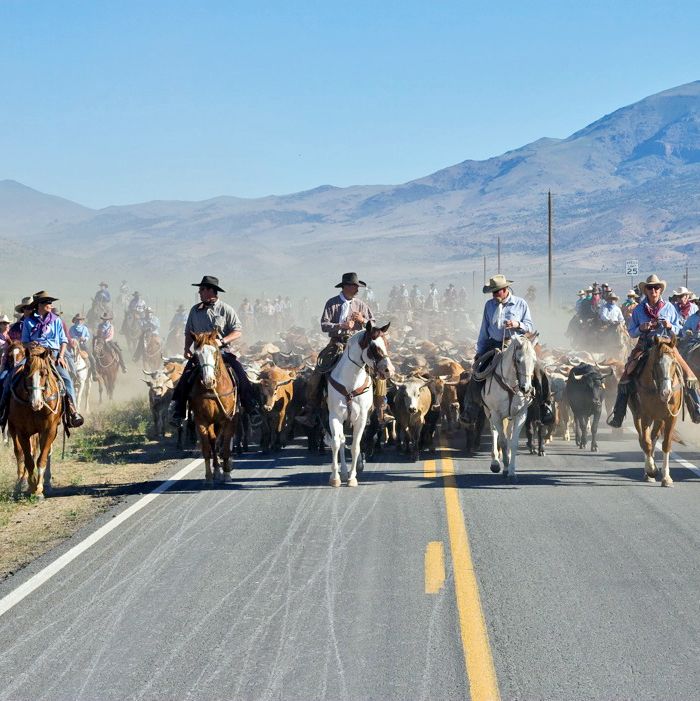 Rinderherde und Cowboys beim Reno Cattle Drive