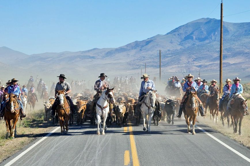 Rinderherde und Cowboys beim Reno Cattle Drive