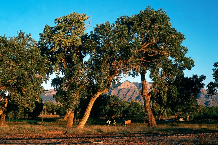 Pferde grasen in Albuquerque