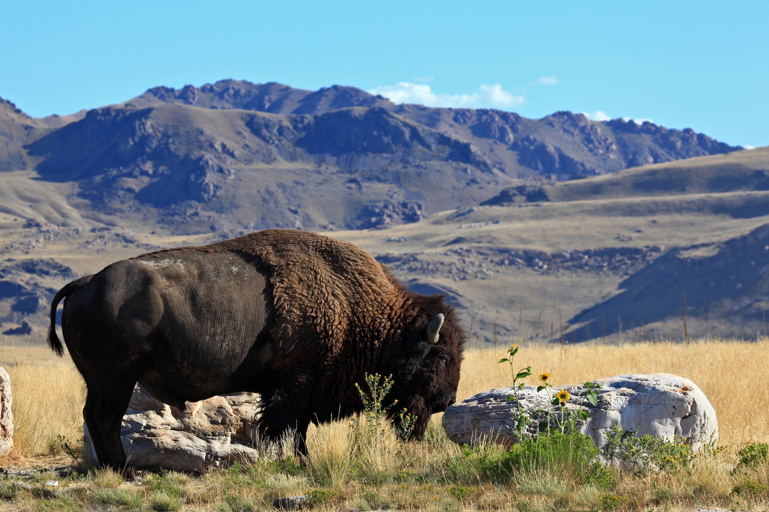 Bison, Antelope Island