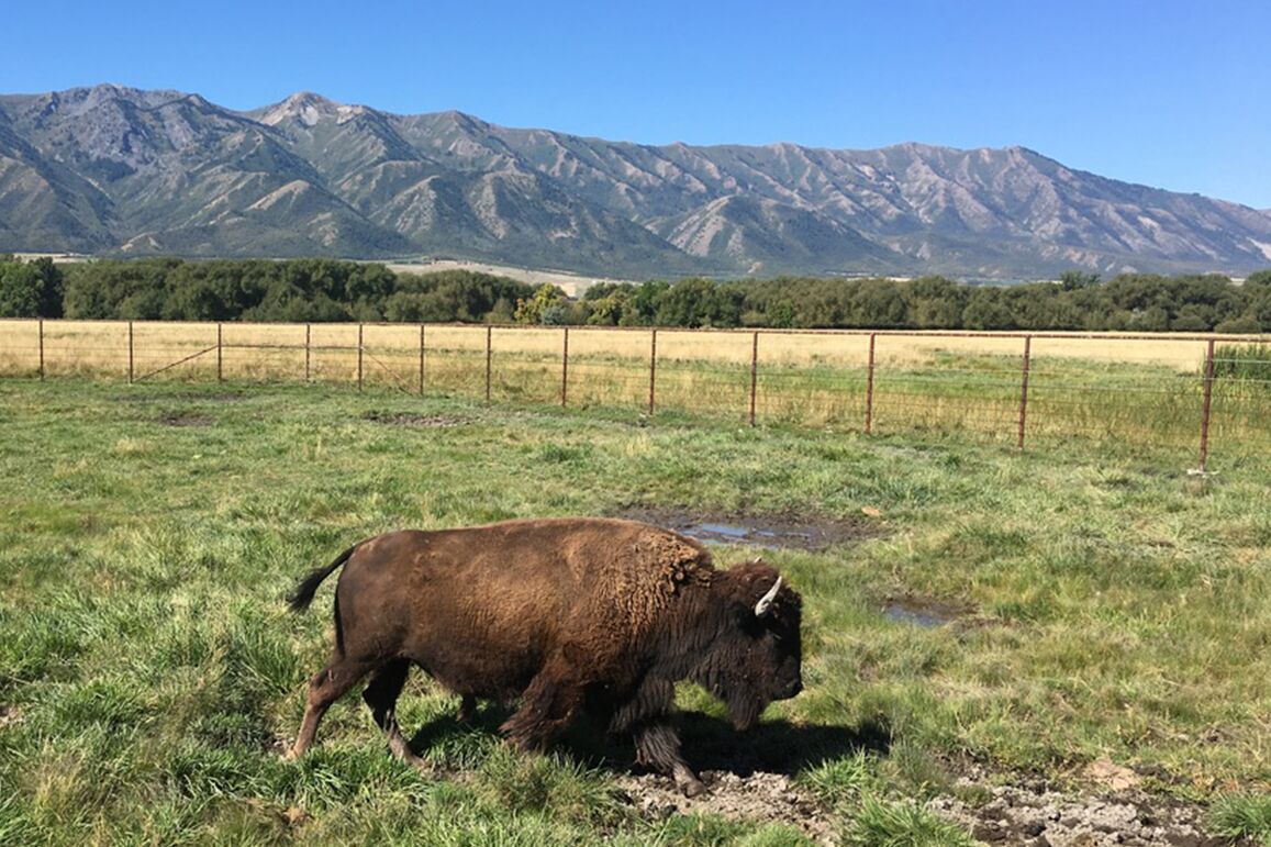 Bison in Utah