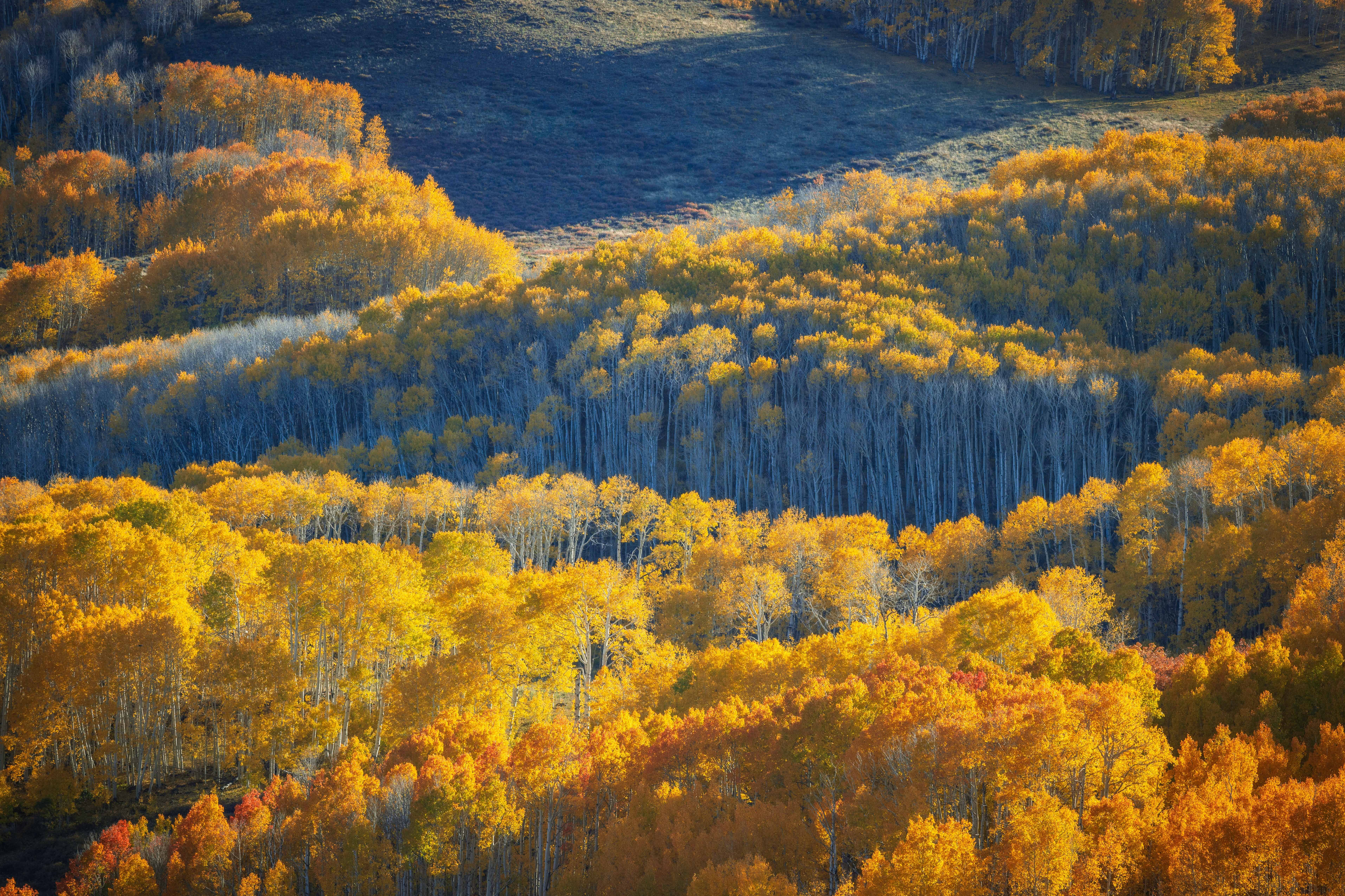 Goldener Herbst im Dixie Forest in Utah