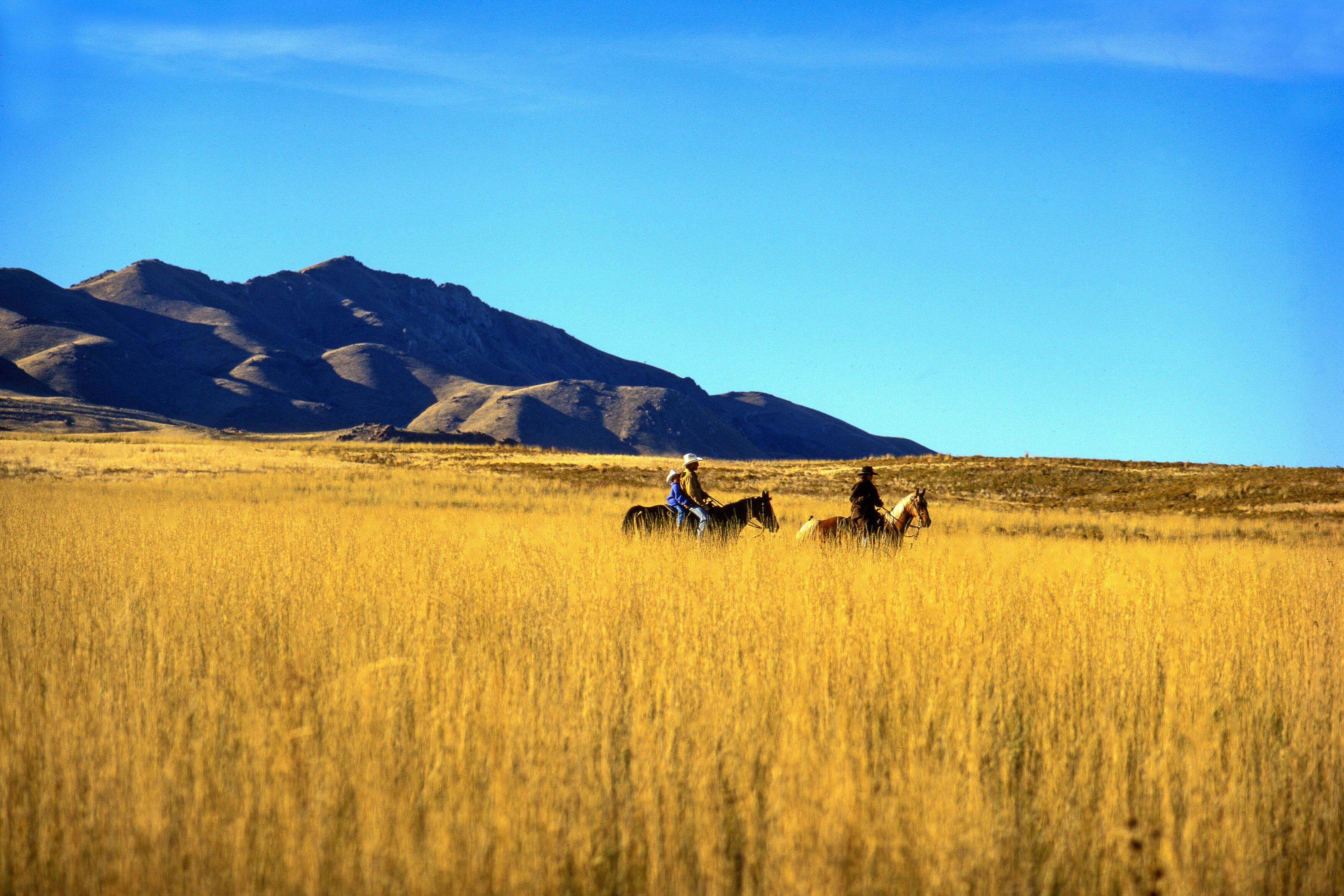Reiter reiten durch ein Feld im Antelope Island State Park in Utah