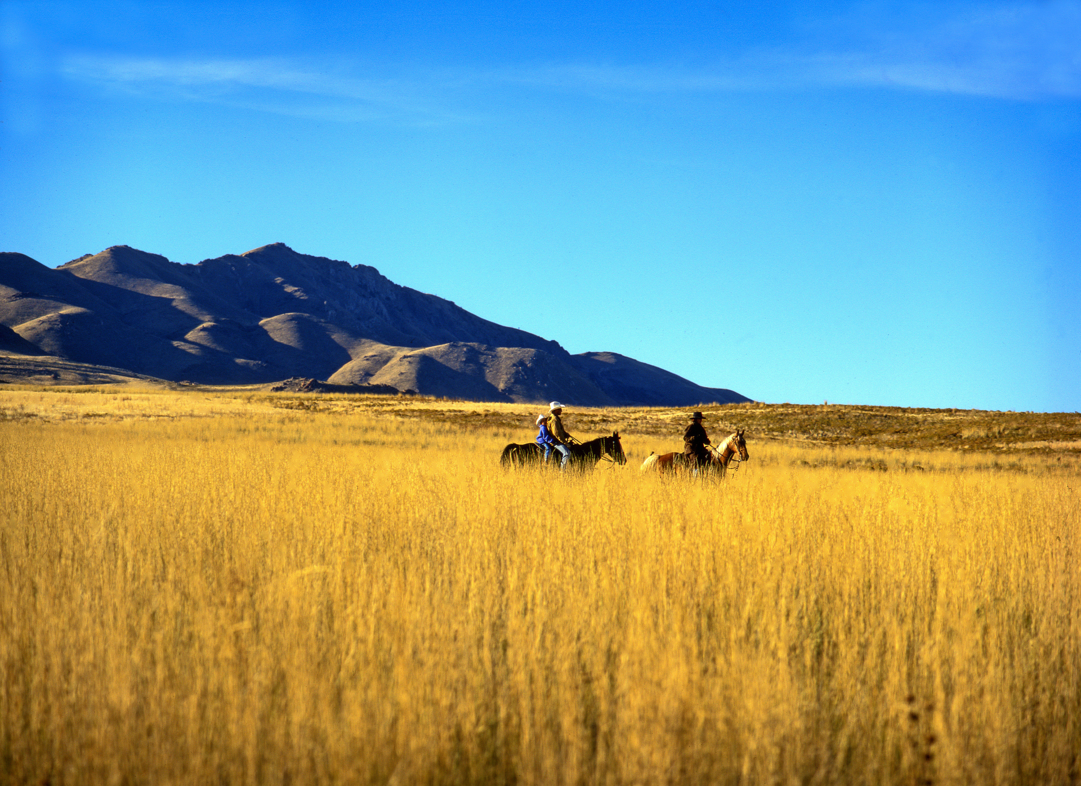 Reiter reiten durch ein Feld im Antelope Island State Park in Utah