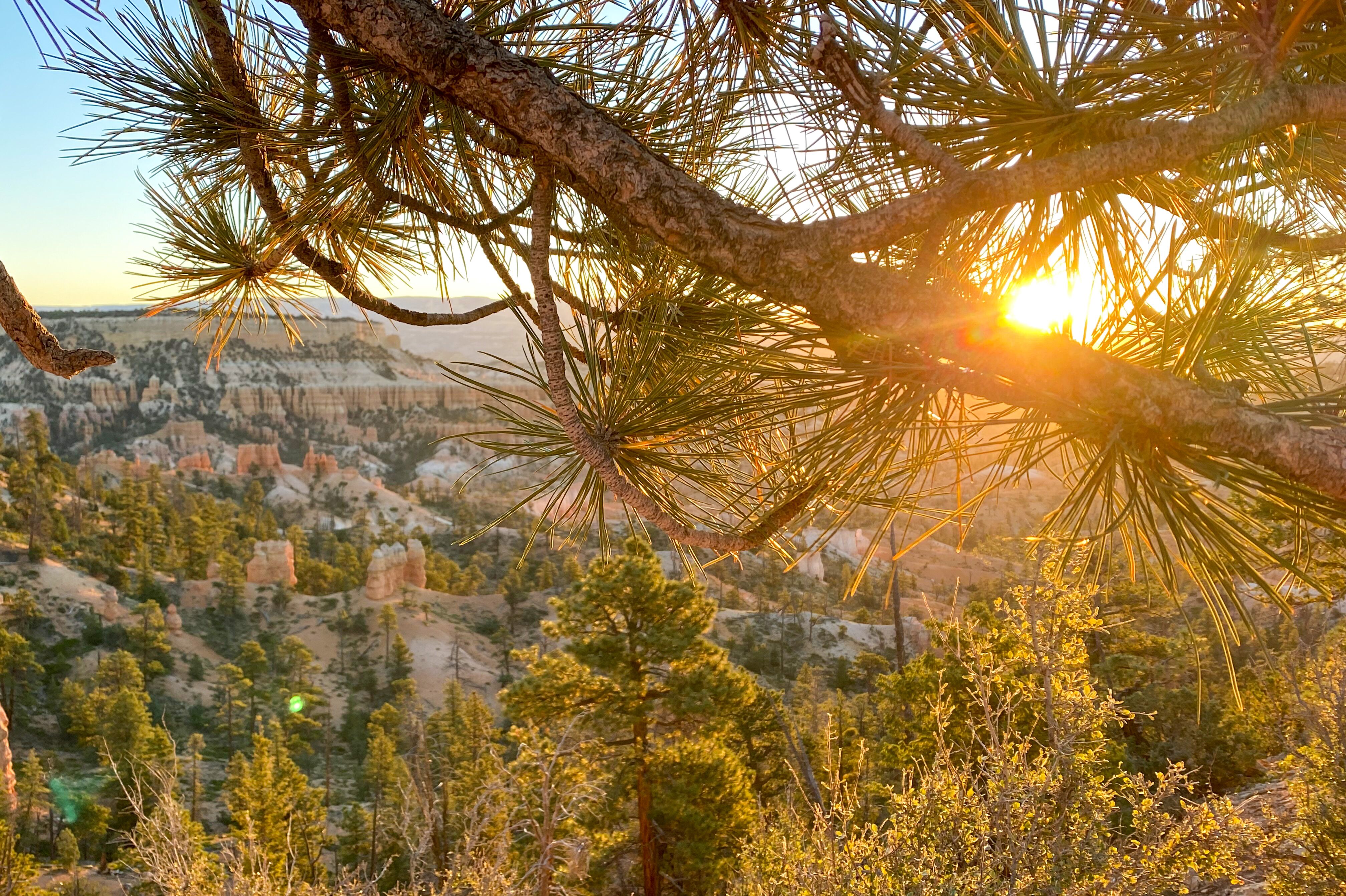 Goldenes Licht über dem Bryce Canyon