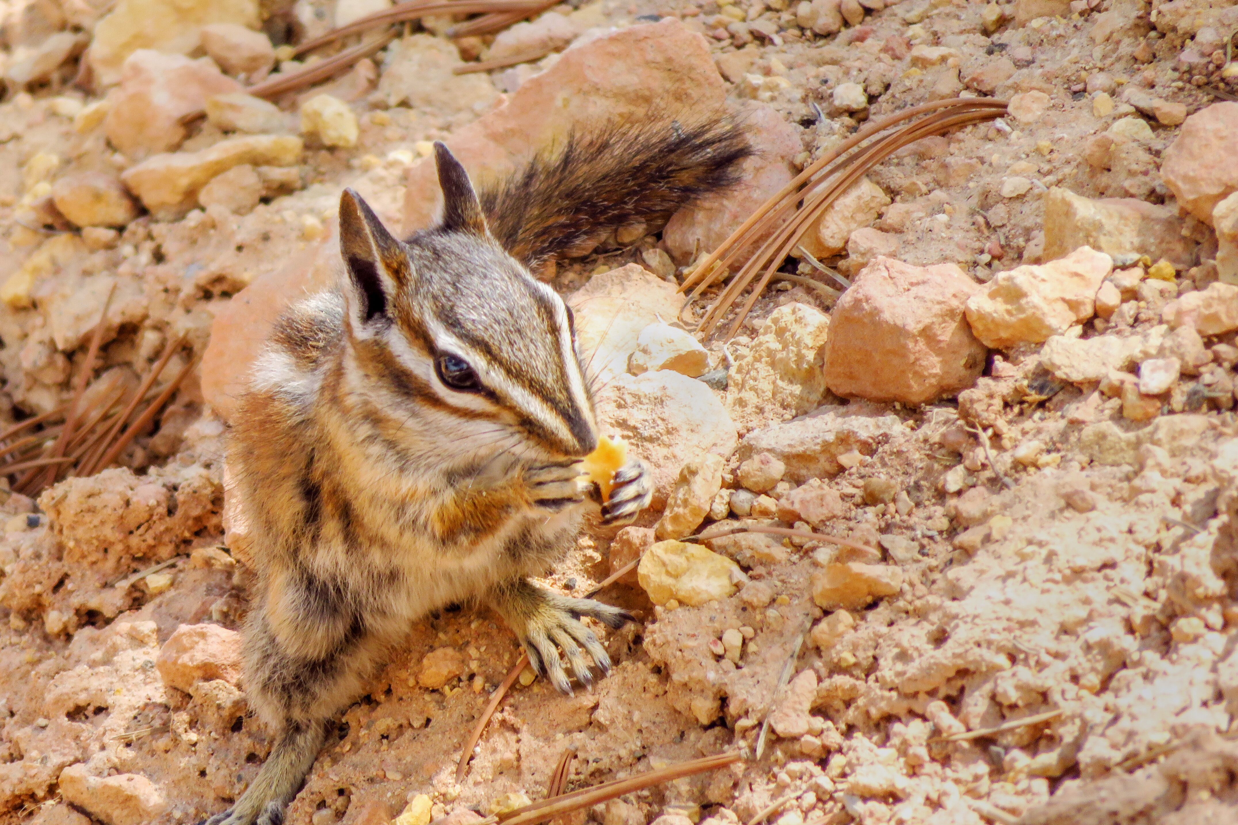 Ein Langohr-Streifenhörnchen frisst eine Nuss im Bryce Canyon National Park