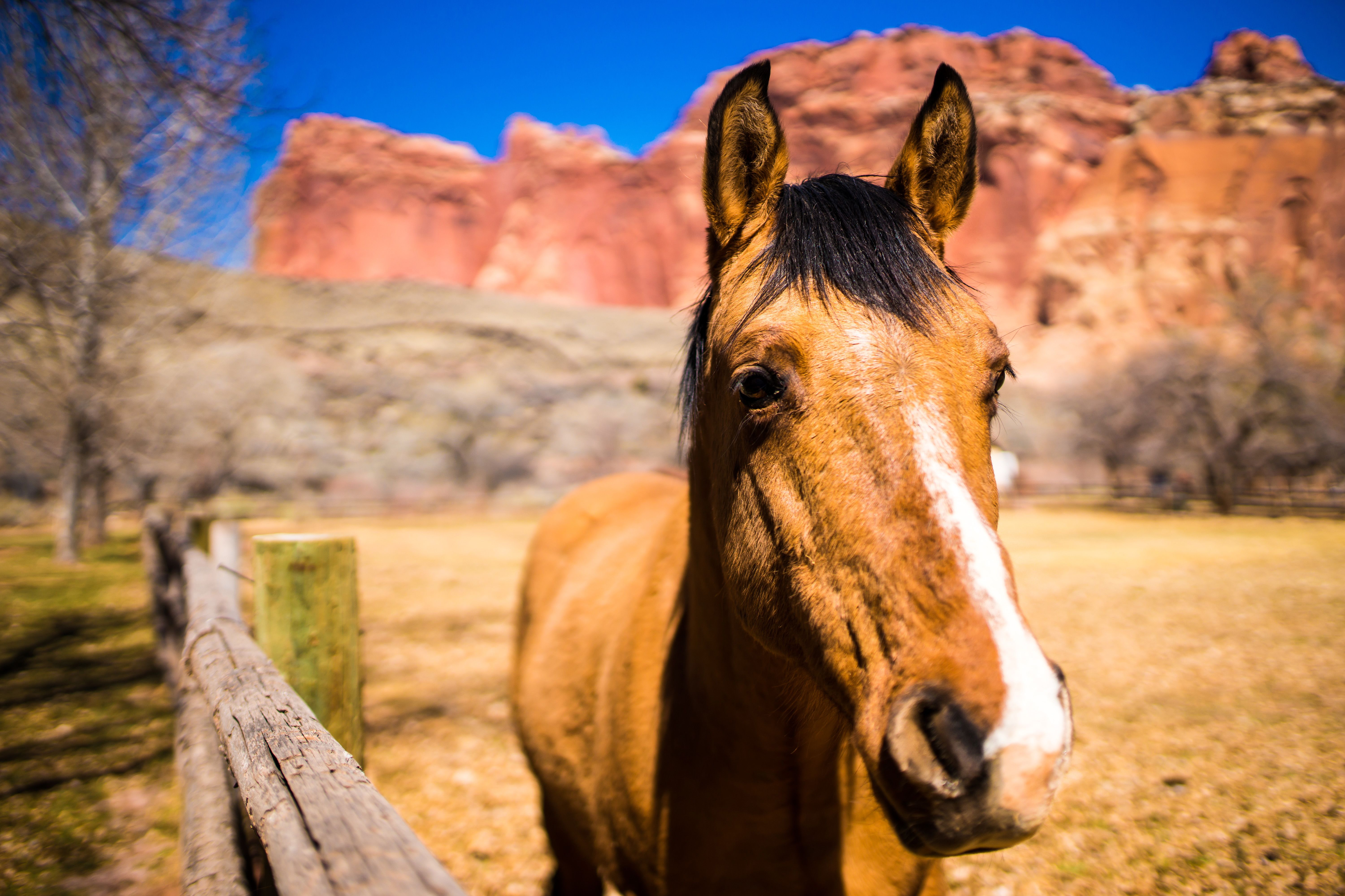 Mormonenfarm im Capitol Reef National Park, Utah