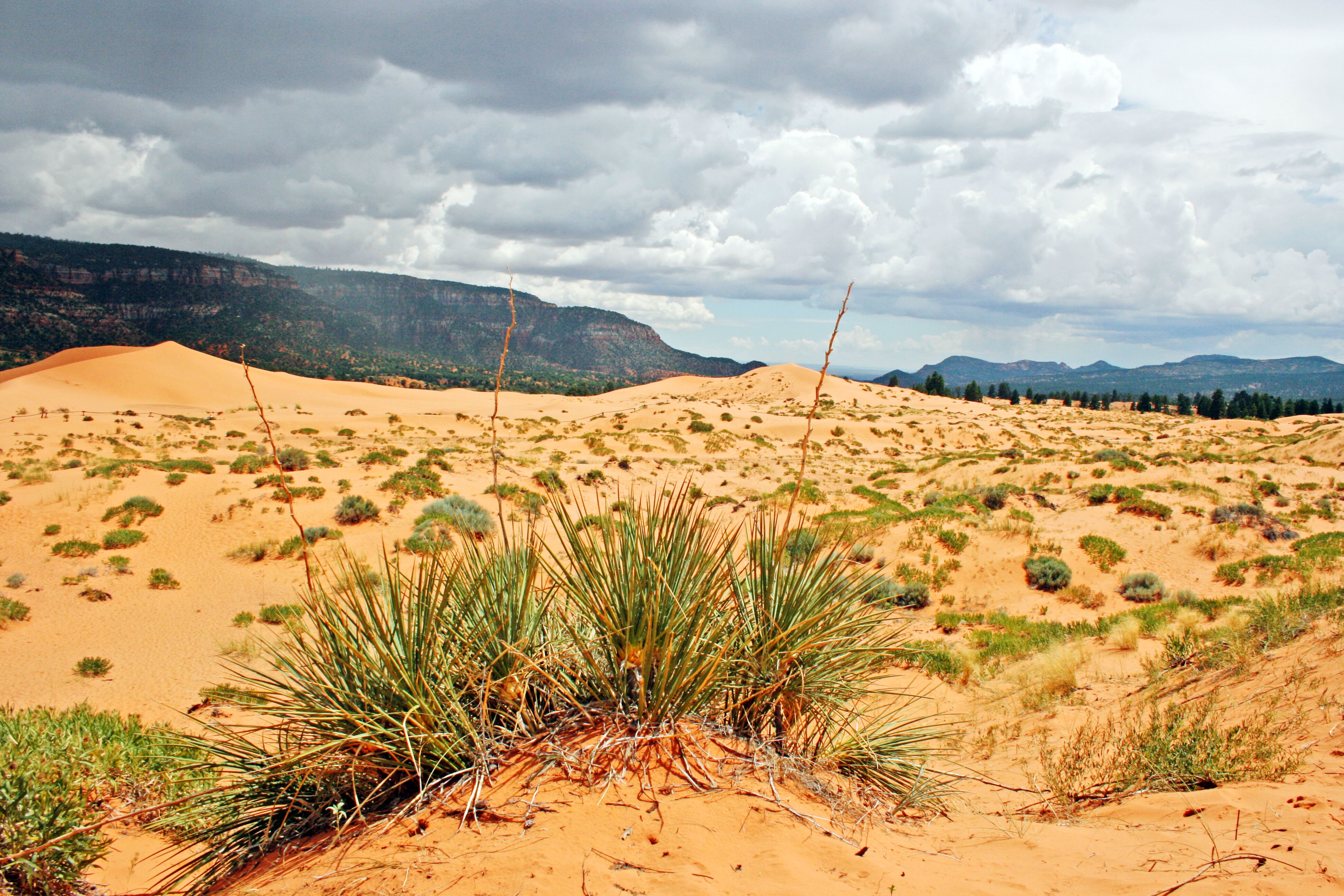 Im Coral Pink Sand Dunes State Park