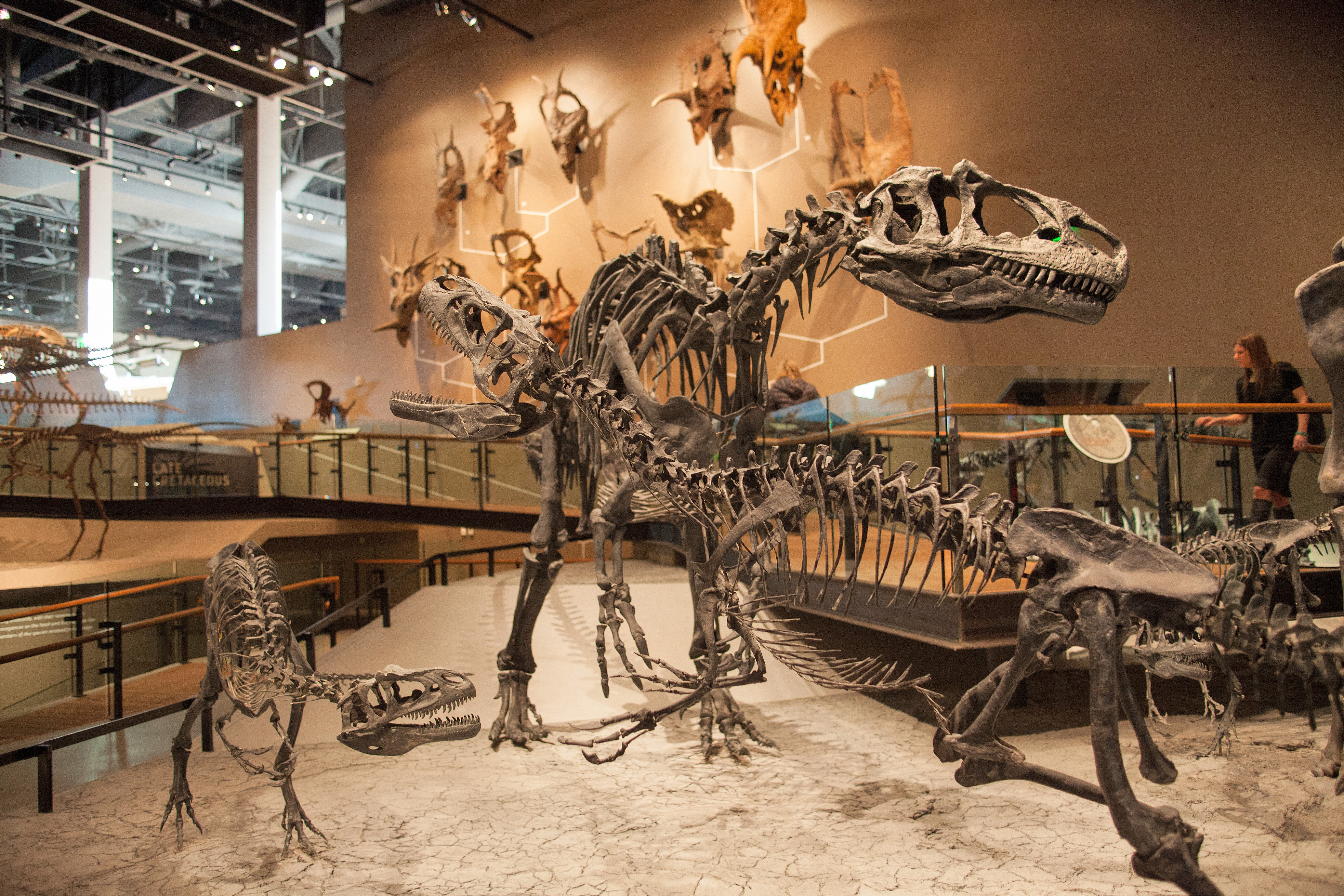 Die Dinosaurier-Ausstellung im Natural History Museum in Utah