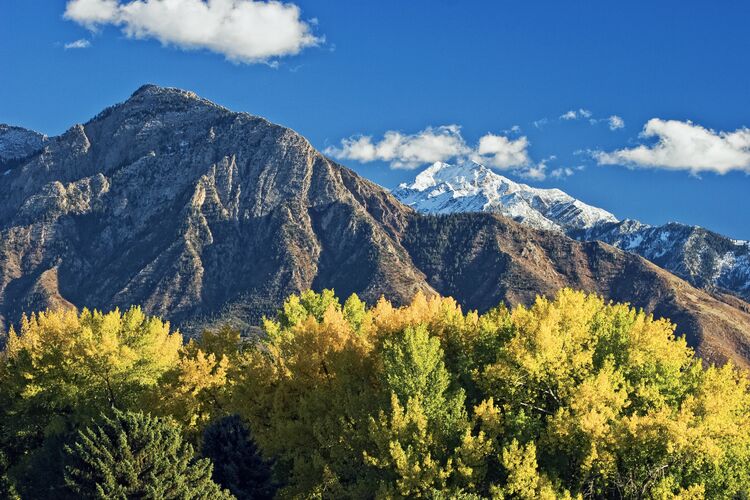 Cottonwood trees with bright yellow autumn colors in Sugarhouse Park in Salt Lake City Utah. Mount Olympus looms in the distance.
