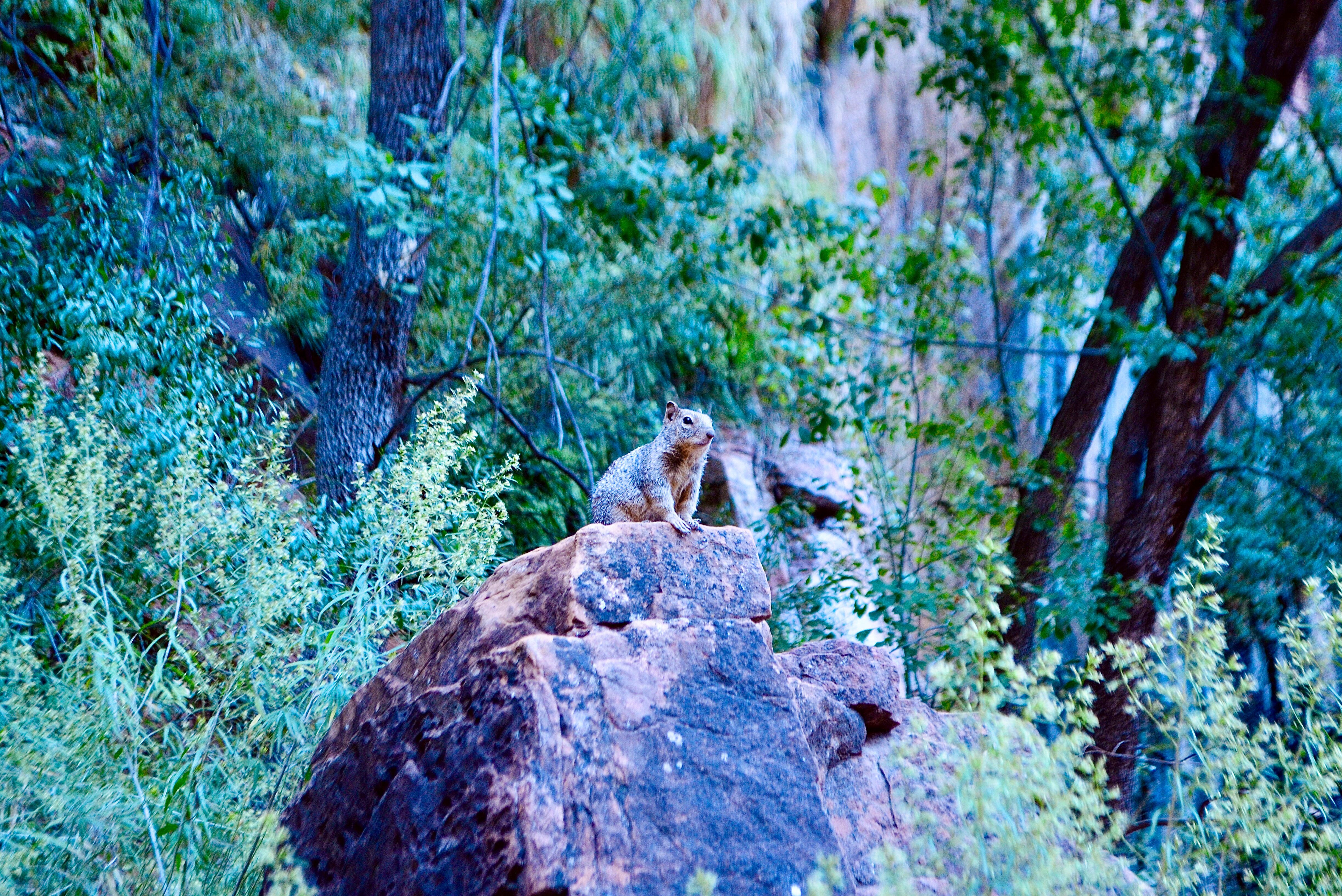 Ein kleines Felsenziesel im Zion Nationalpark