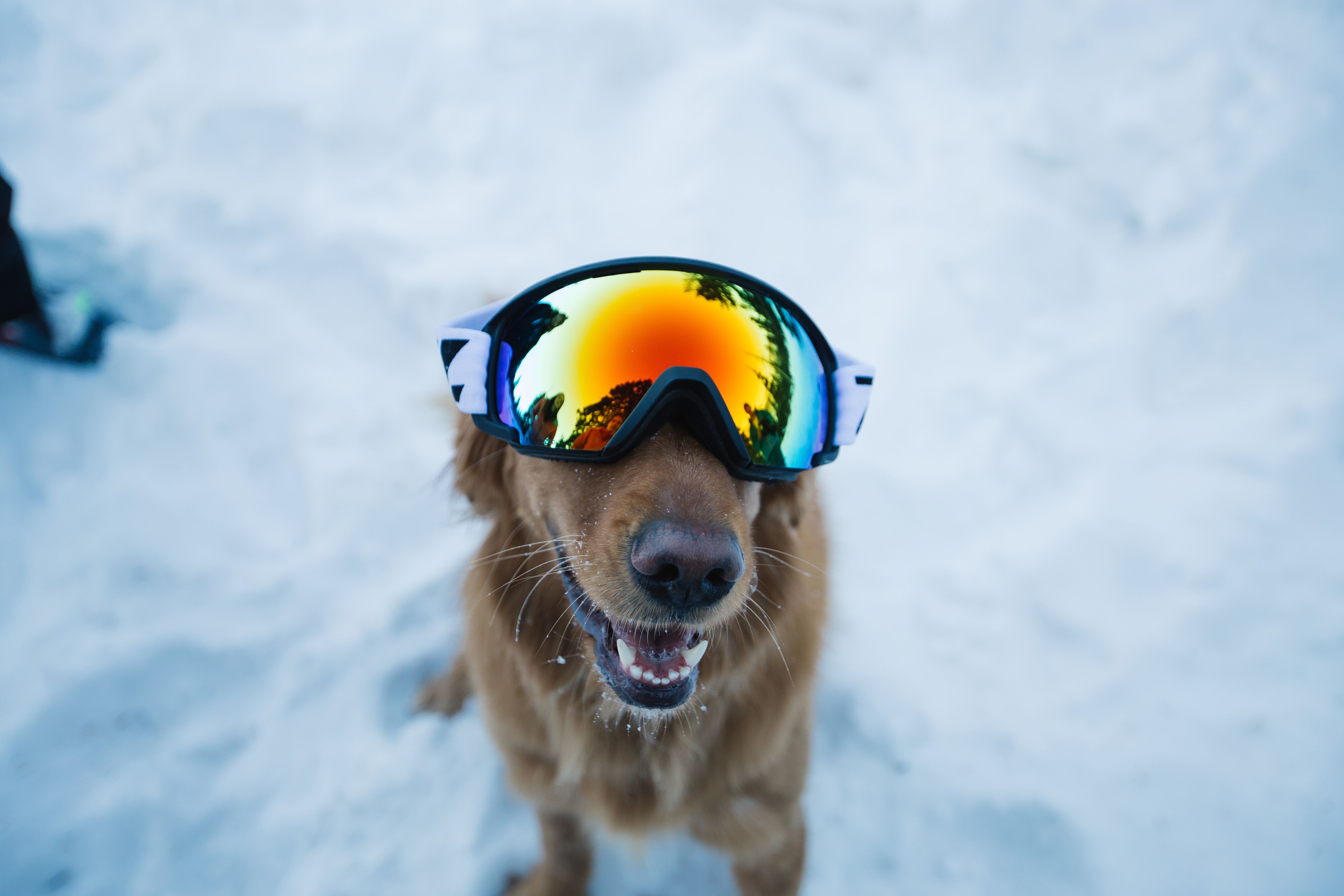 Sawyer mit Skibrille von GetOutfitted.com