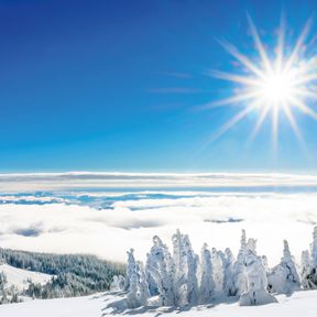 Schneebedeckte BÃ¤ume in Sun Peaks