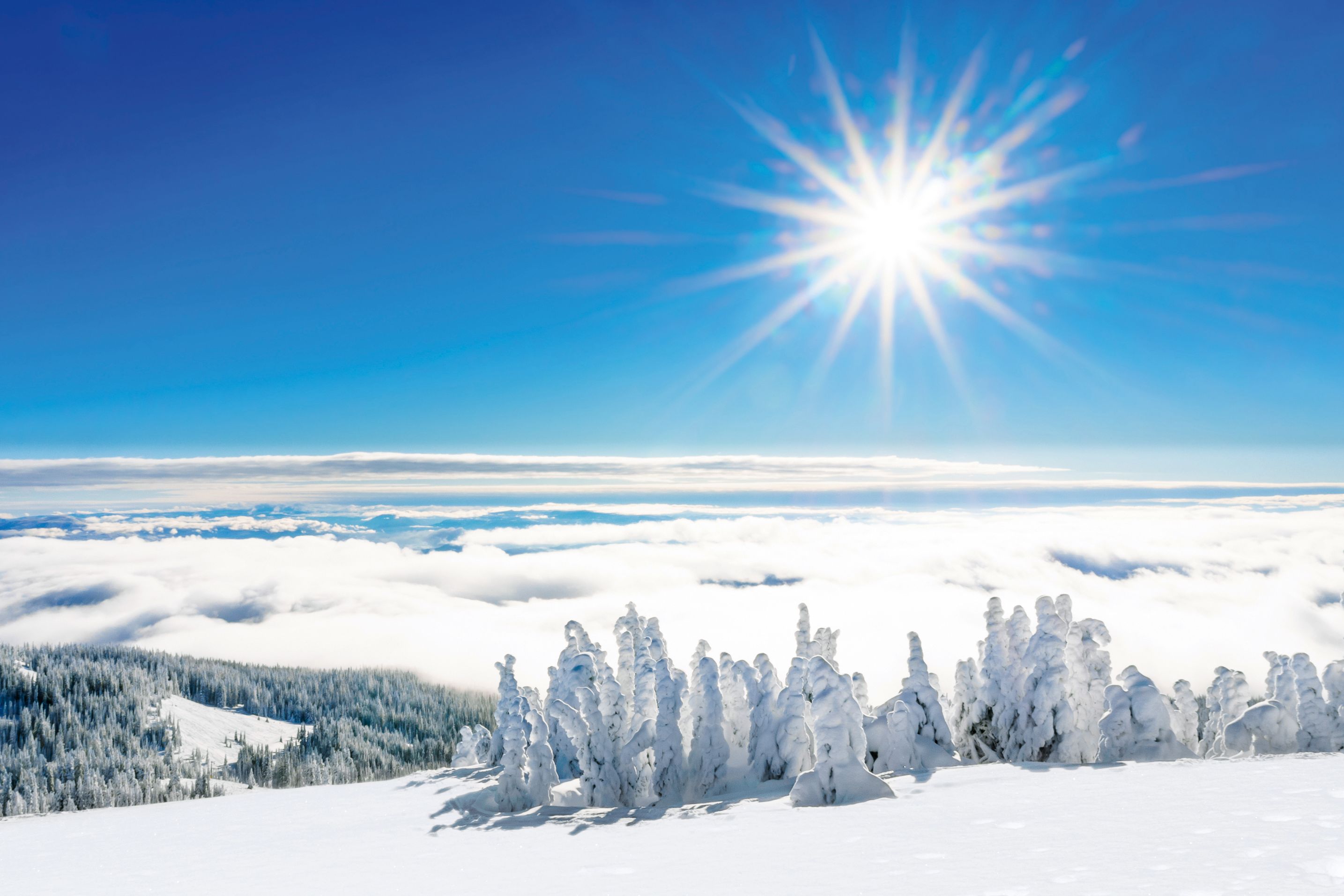 Schneebedeckte BÃ¤ume in Sun Peaks