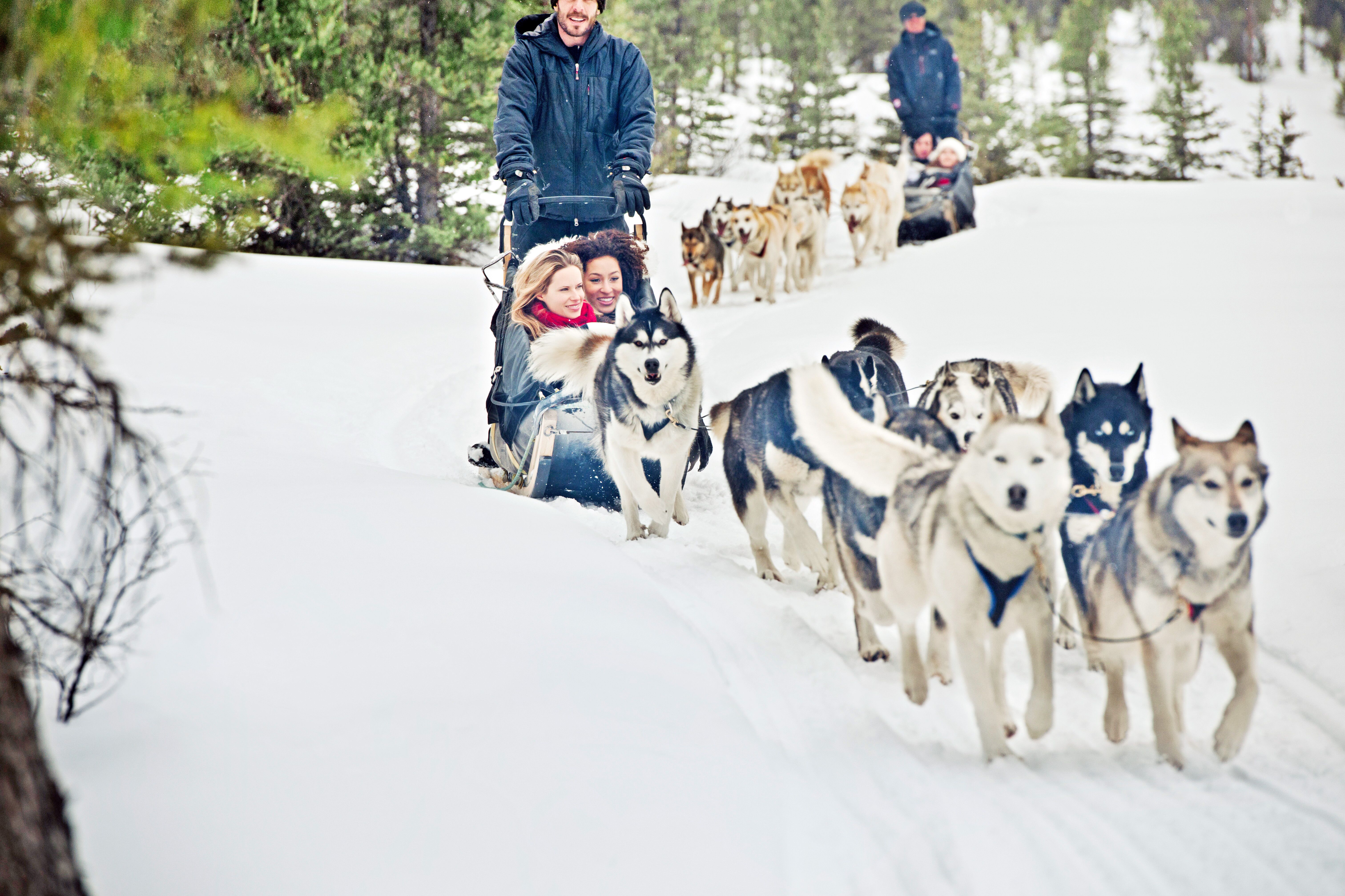 Mit dem Hundeschlitten unterwegs am Spray Lake