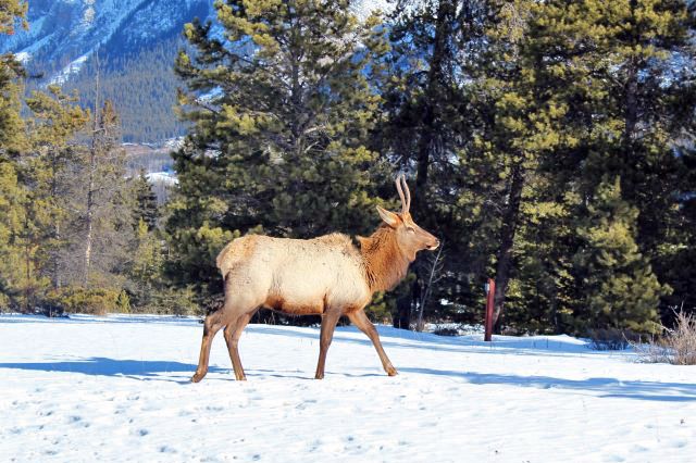 Wapiti im Jasper National Park