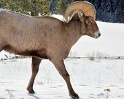 ski/jackson-hole/allgemein/bock-schnee.cr1279x560-0x202 ski/jackson-hole/allgemein/bock-schnee.cr1279x560-0x202