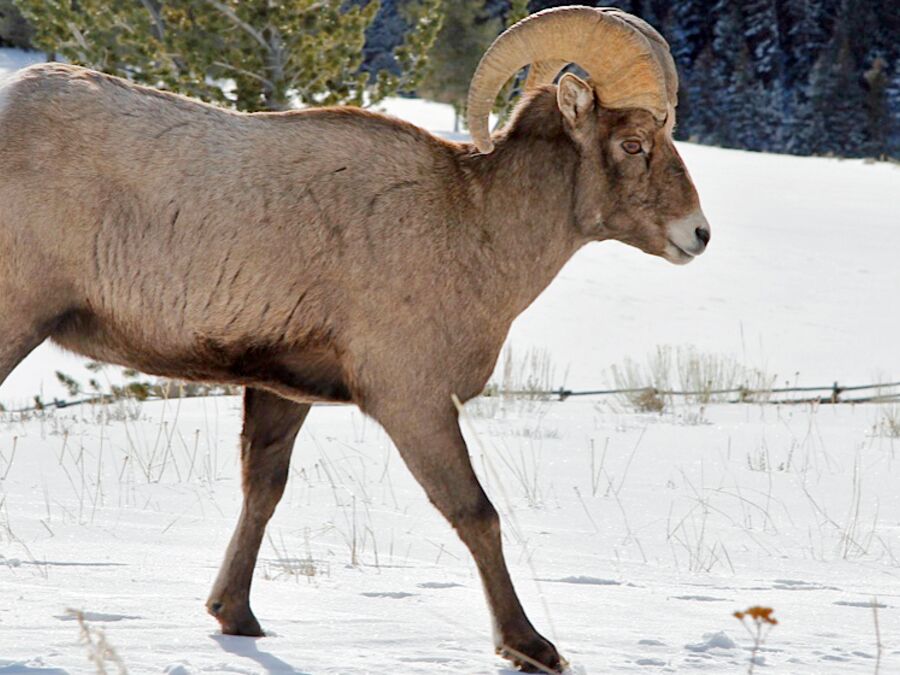 Bock in Jackson Hole