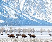 ski/jackson-hole/allgemein/winter-wildlife.cr3000x1314-0x882 ski/jackson-hole/allgemein/winter-wildlife.cr3000x1314-0x882