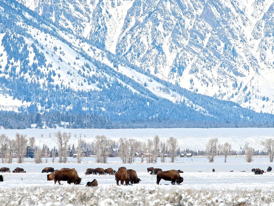 National Park bei Jackson Hole