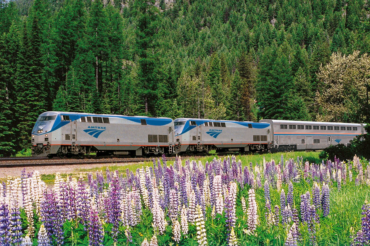 Ein Amtrak-Zug fährt durch frühlingshafte Natur